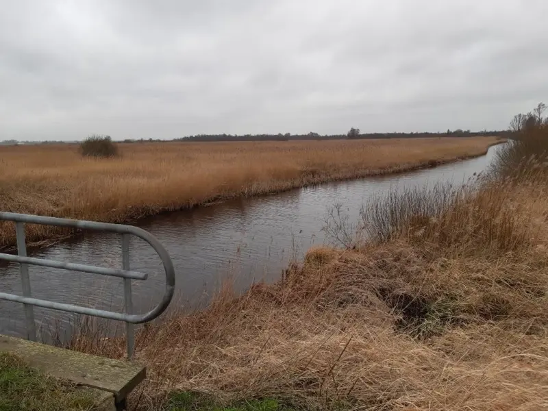 Rietveld bij plaatsje Nederland.