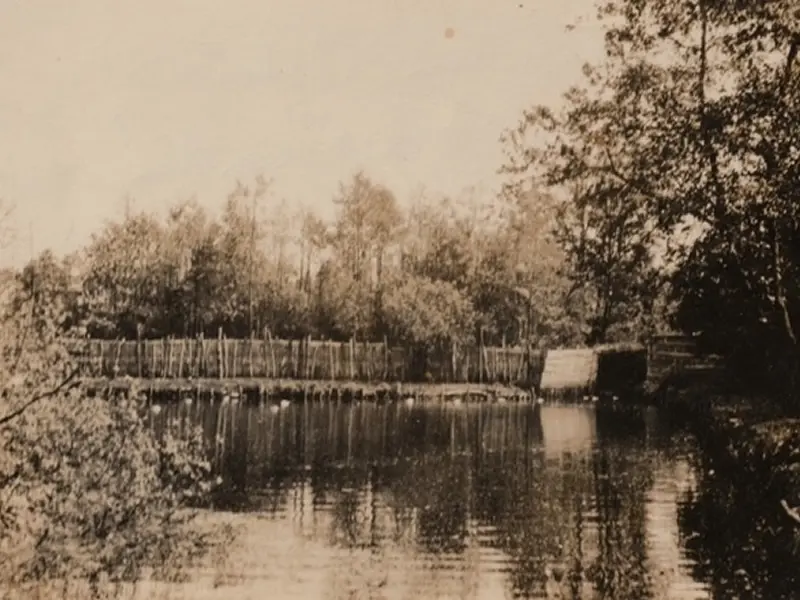 Eendekooi gelegen aan de kooiplas. 