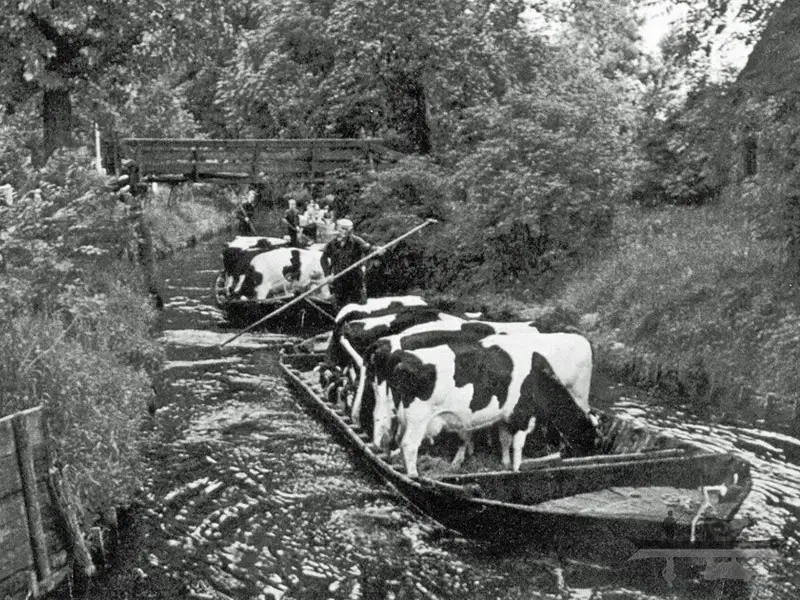 Hendrik Doze met bok met koeien.