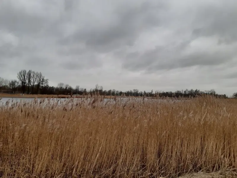 Riet bij het Molengat.