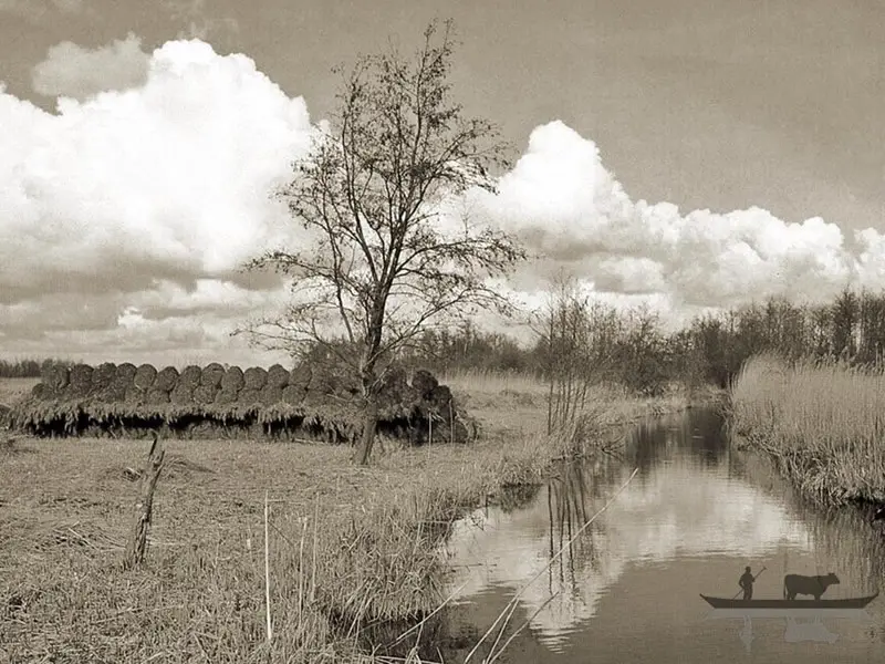 Een zwil riet. 